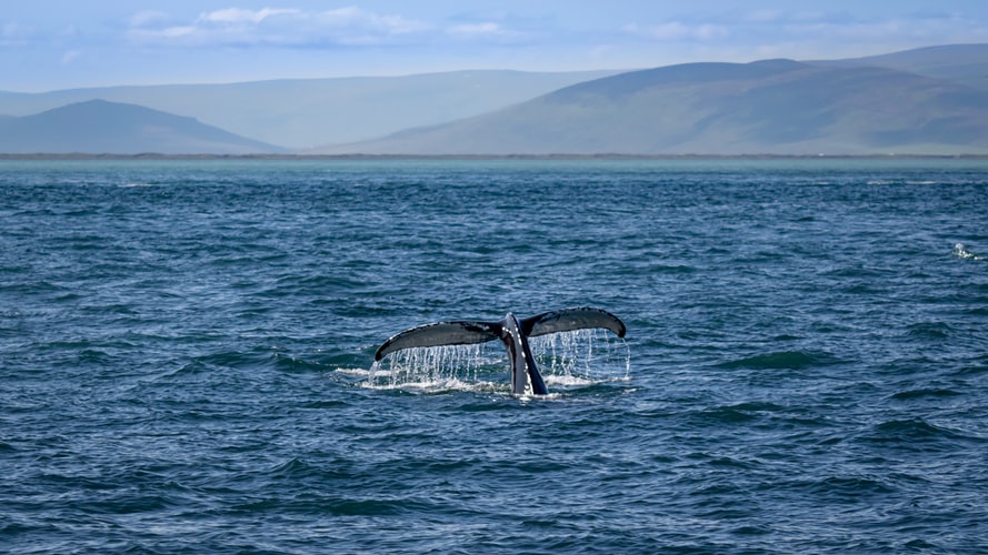 fin whale ocean