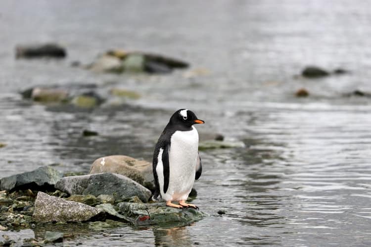 wo man Pinguine in der Antarktis sehen kann