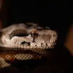 Boa-Constrictor-Schlangen sehen