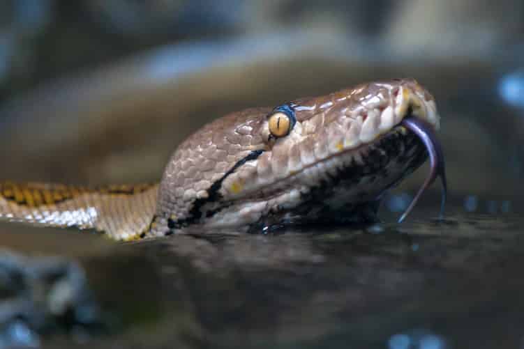 anaconda; una de las serpientes boa constrictoras