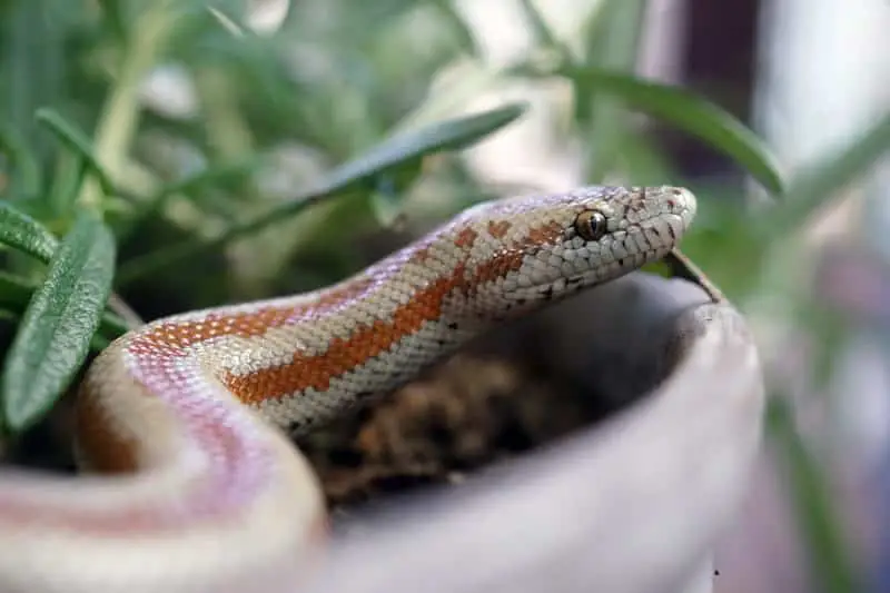 serpientes boa constrictoras rosadas