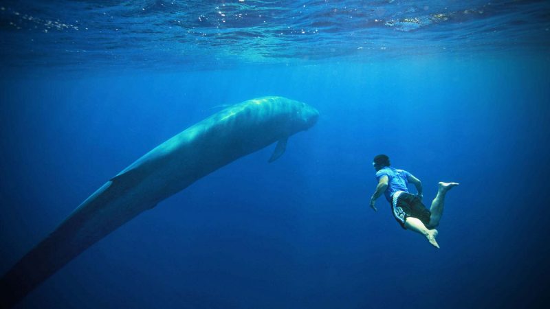 sri lanka blue whale safari