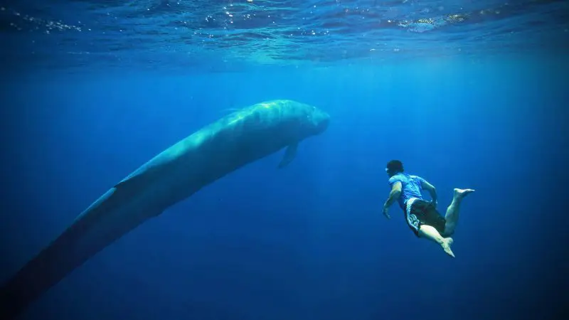 sri lanka blue whale safari