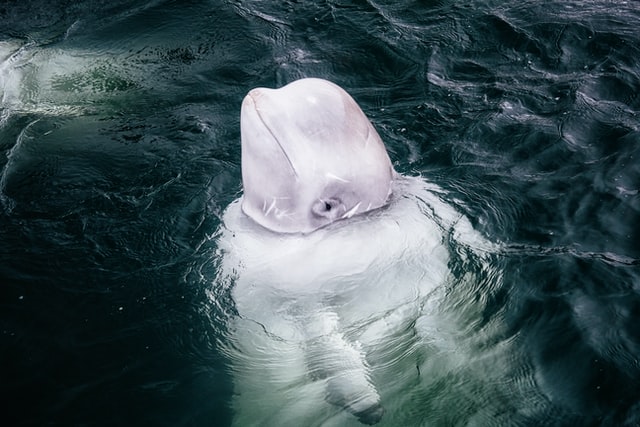 beluga whale dive