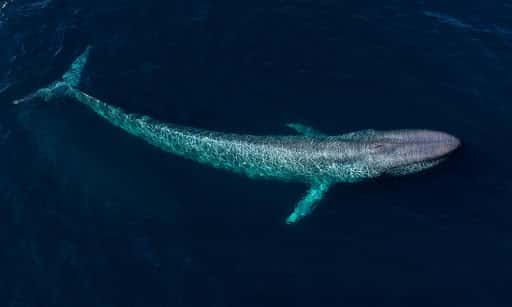 blue whale sighting
