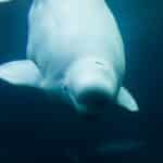 Beluga Whales in the Arctic