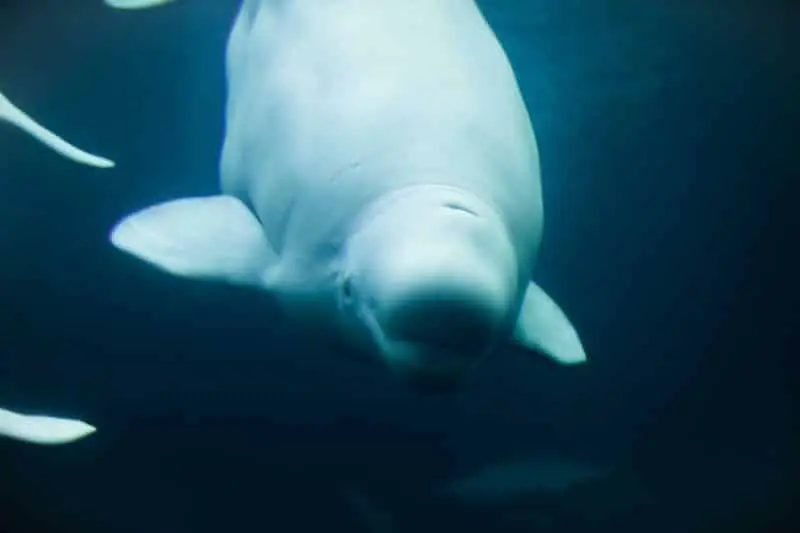 Beluga can turn their head from side to side