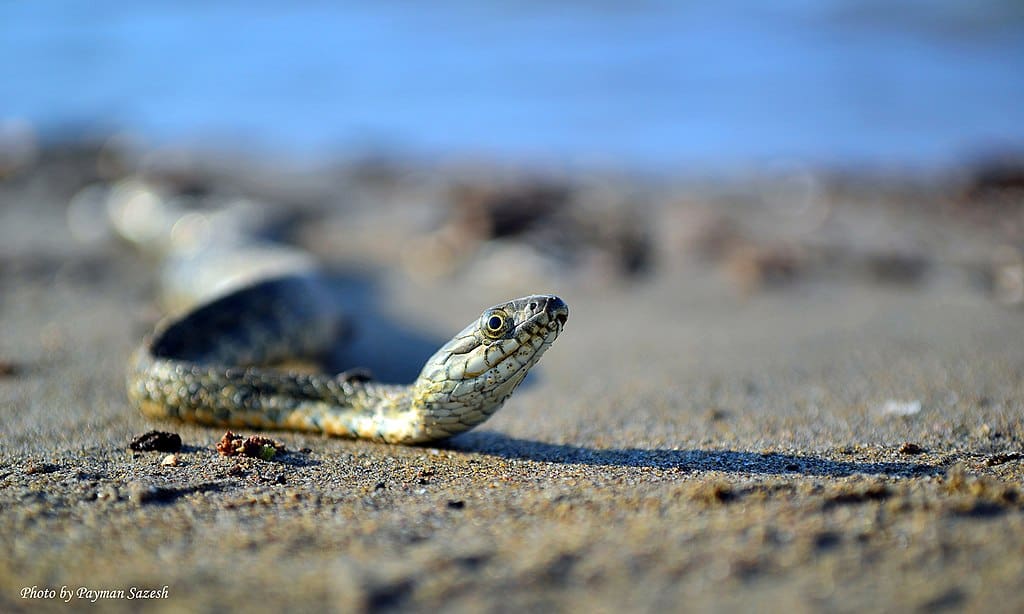 Sea snake 