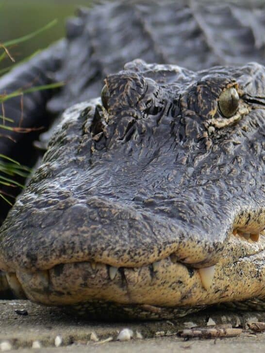Watch: Giant Gator Walks Across Florida Golf Course