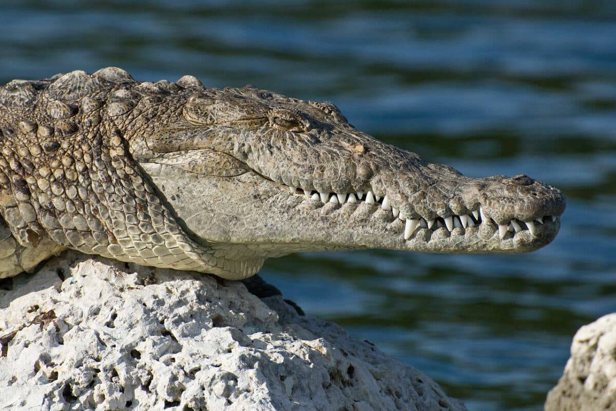 american crocodile