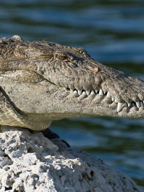 Animals That Represent American Resilience