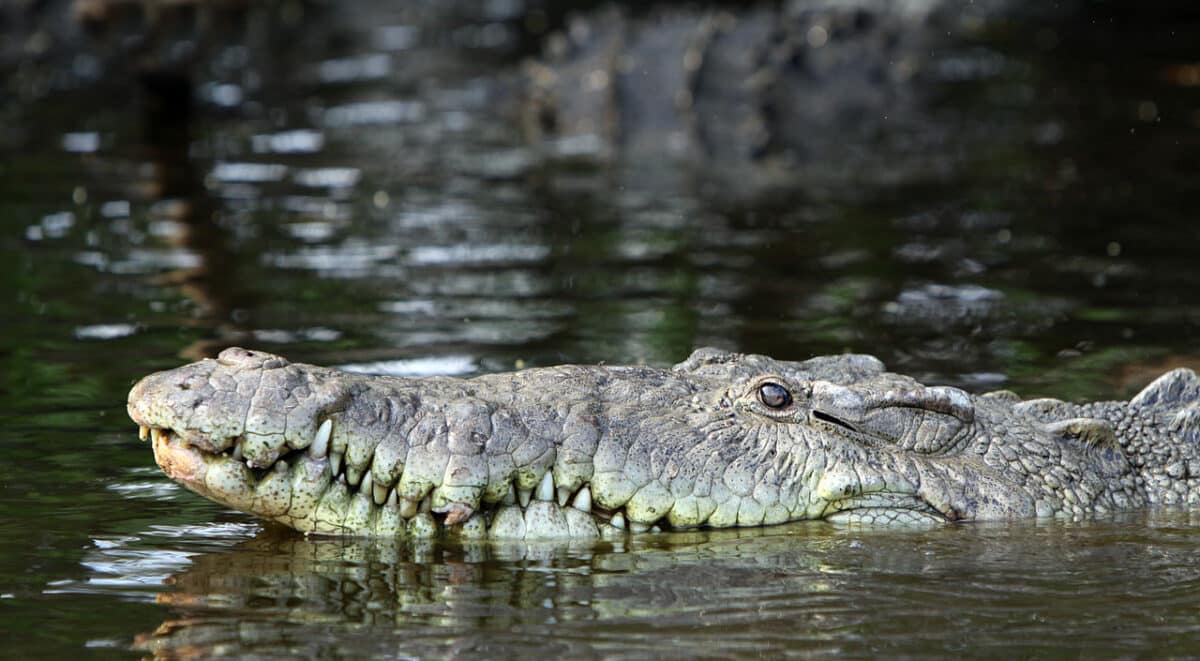 crocodile