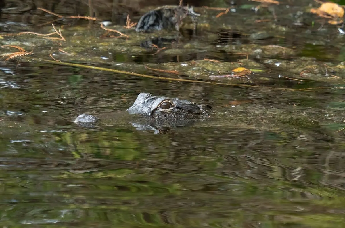 alligator in wetlands