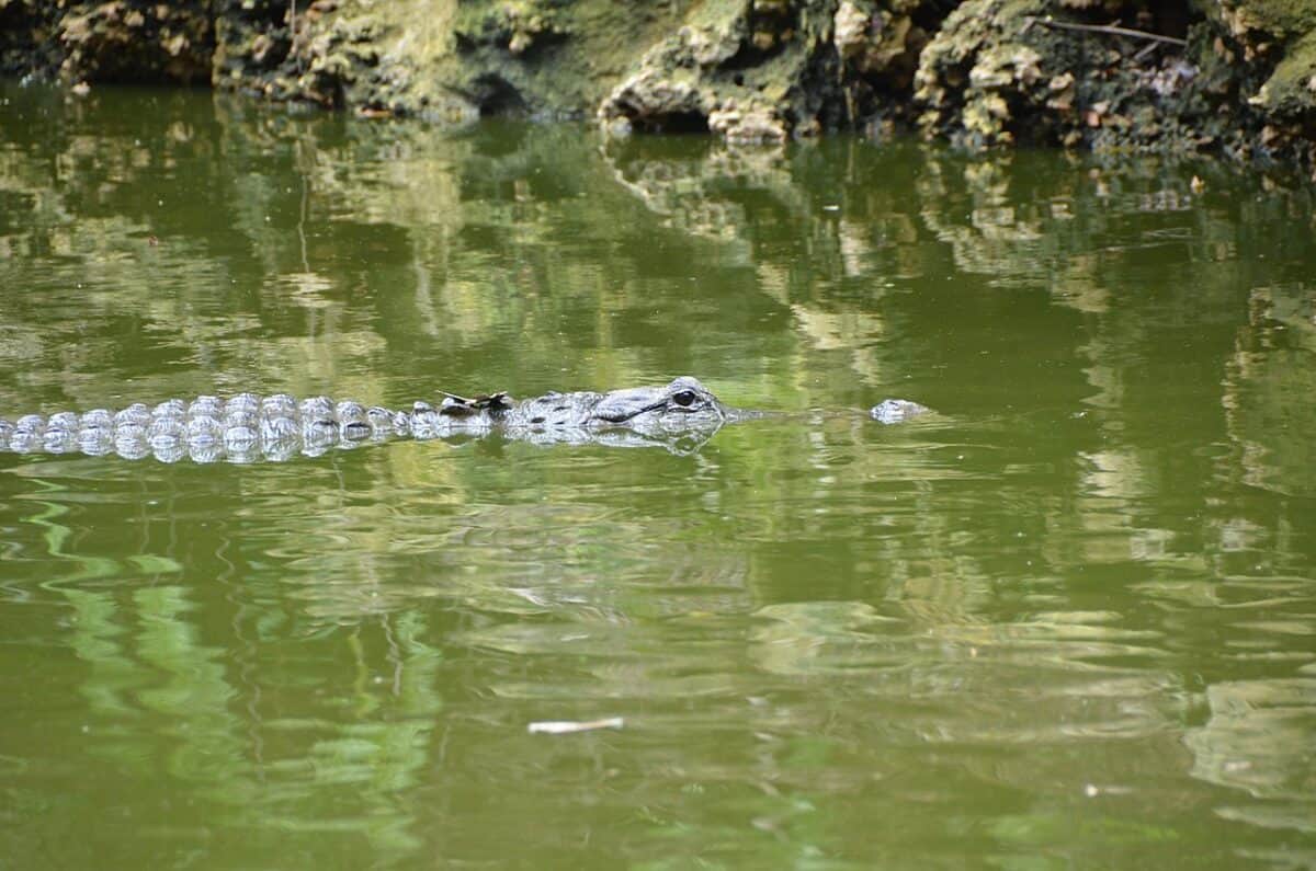 American Alligator cooling down 