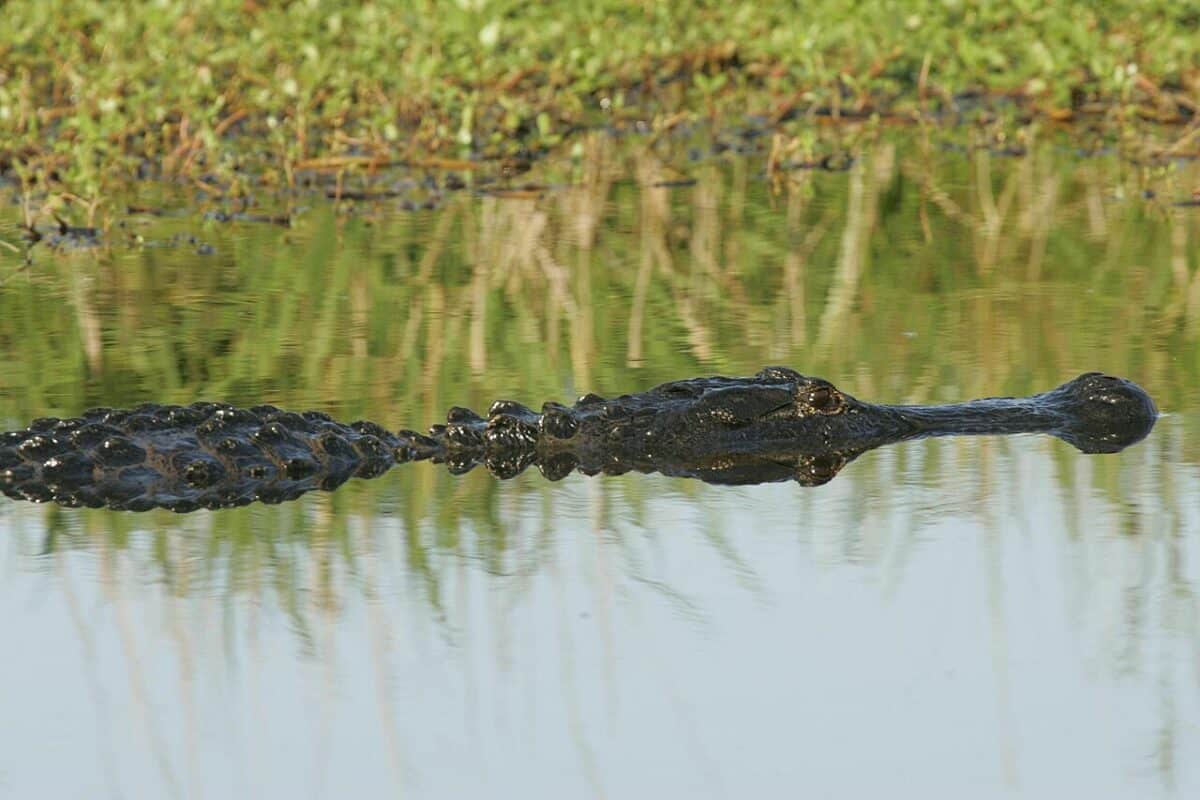 American Alligator resting in water 