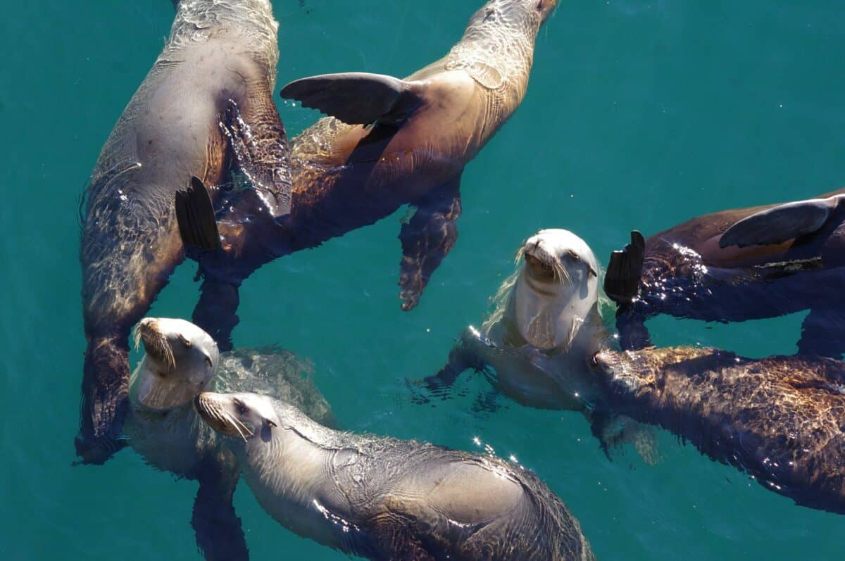 Californian sea lions 