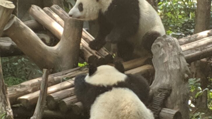 Gifts from China: Giant Pandas Arrive in Washington