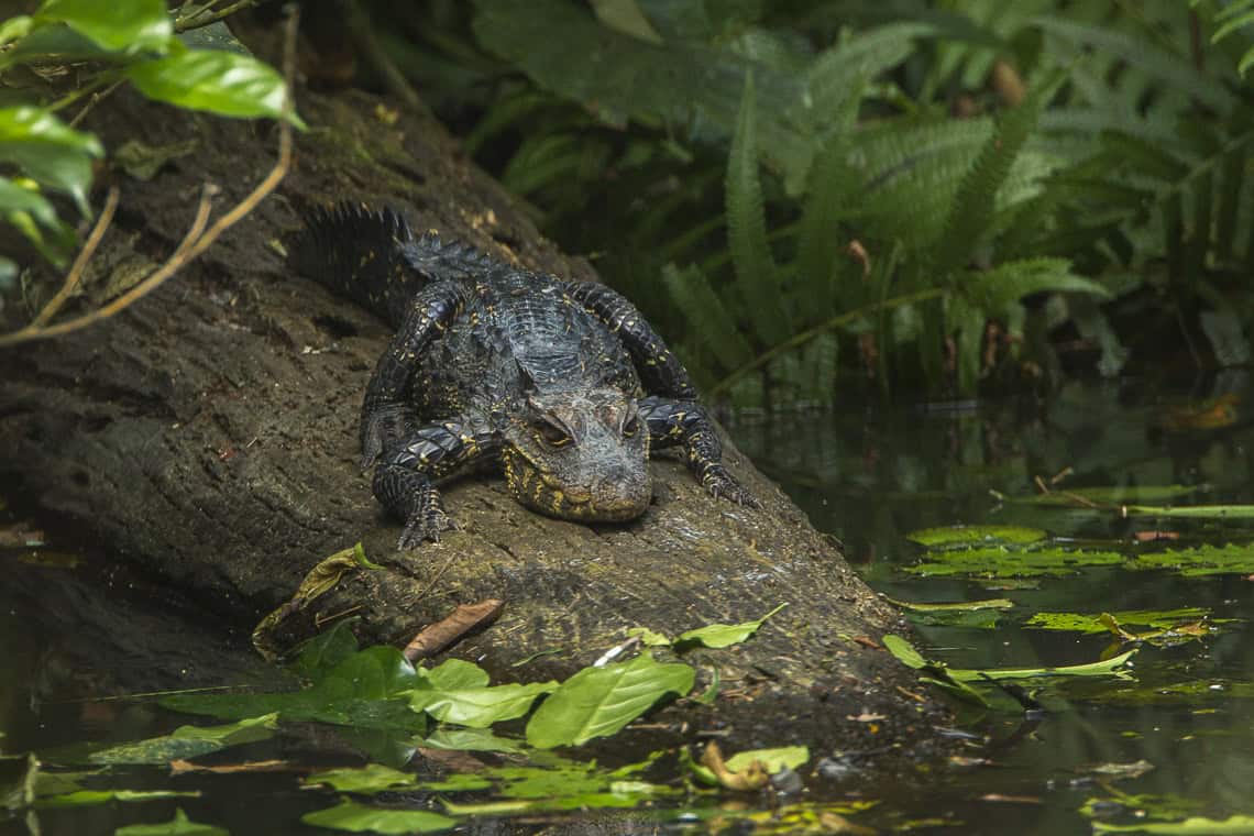 Dwarf crocodile