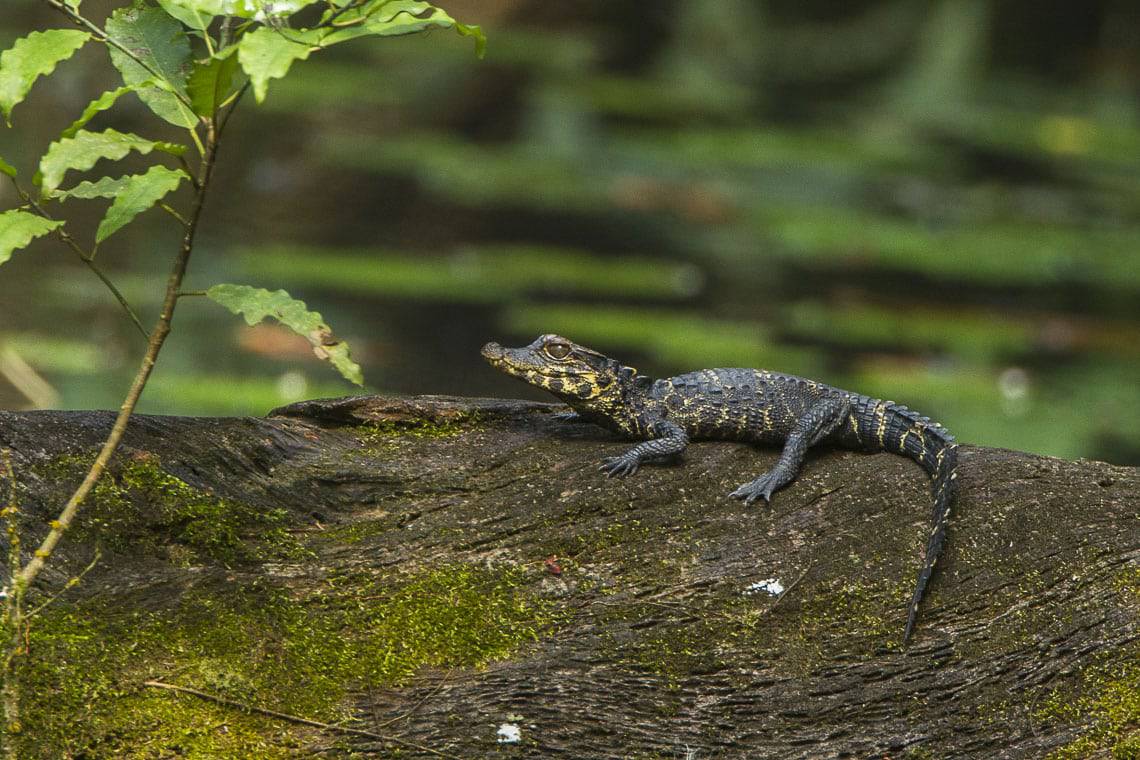 dwarf crocodile