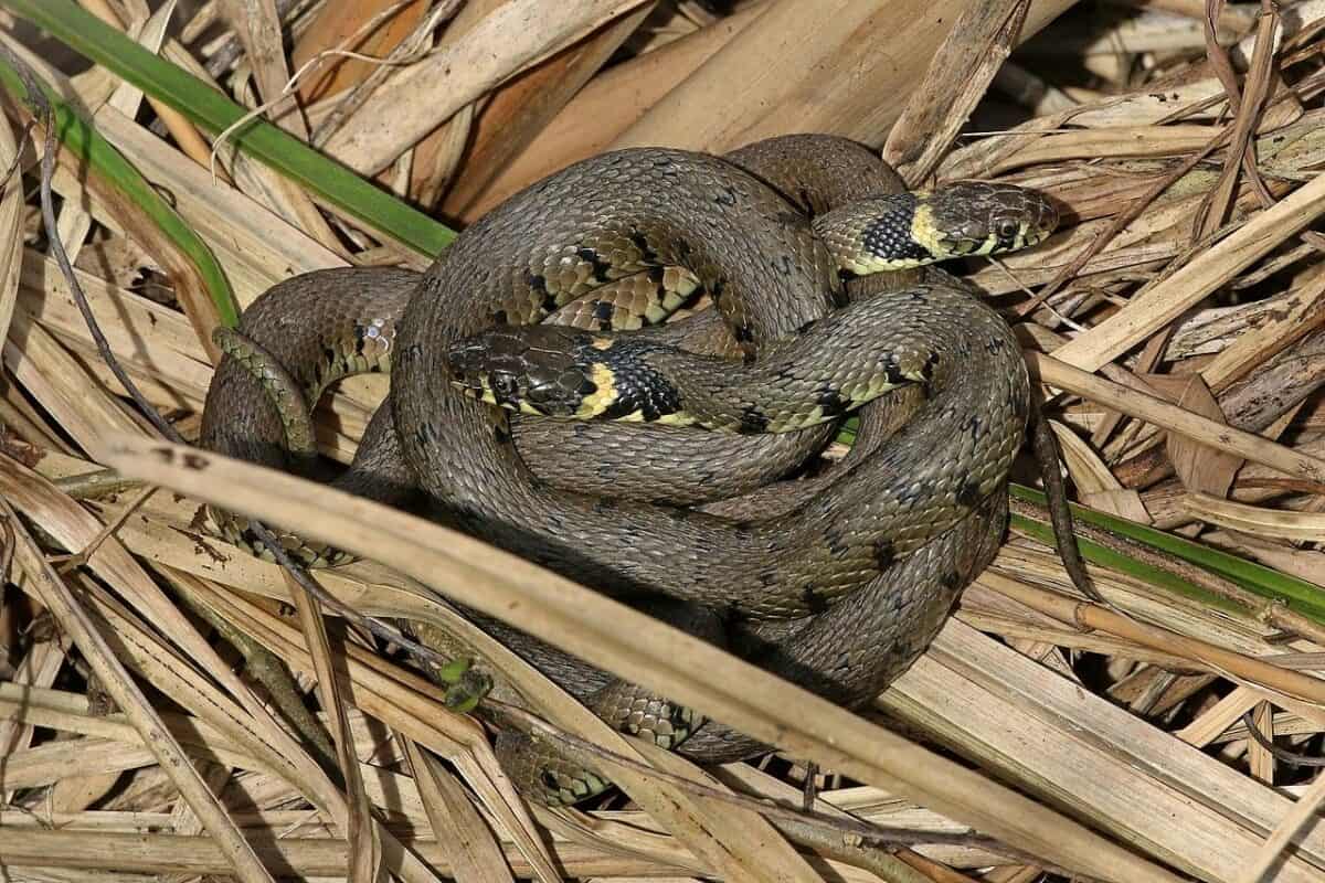 Grass snake 