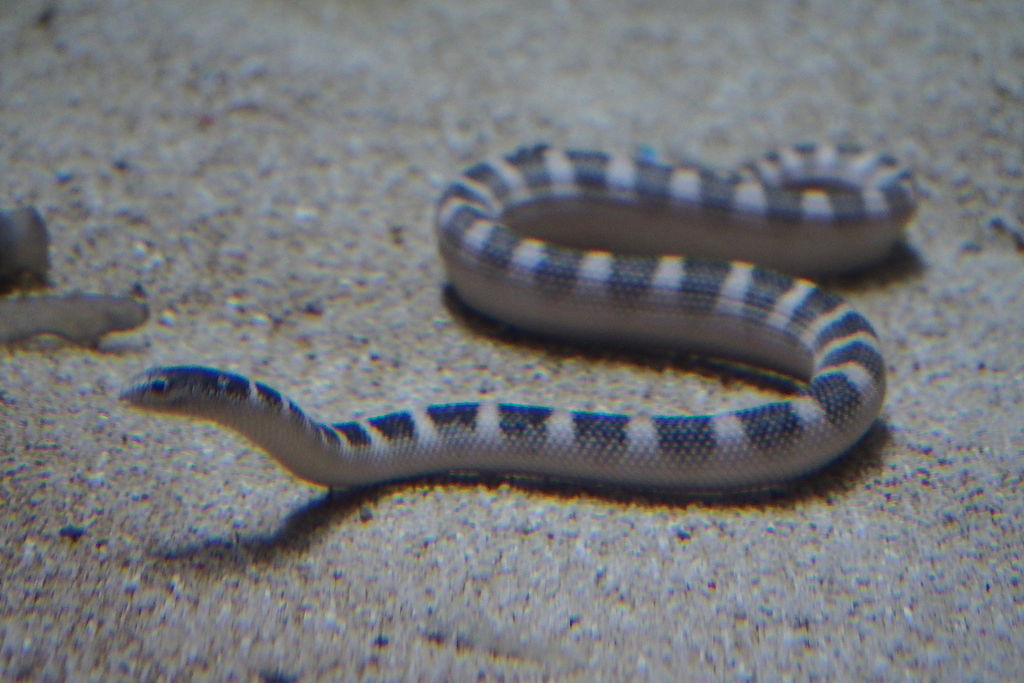Sea snake spotted in Japan 