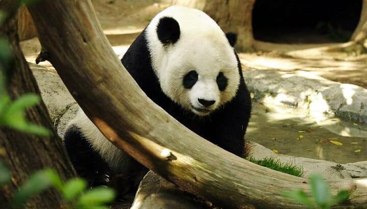 5 Animals That Abandon Their Offspring at Birth