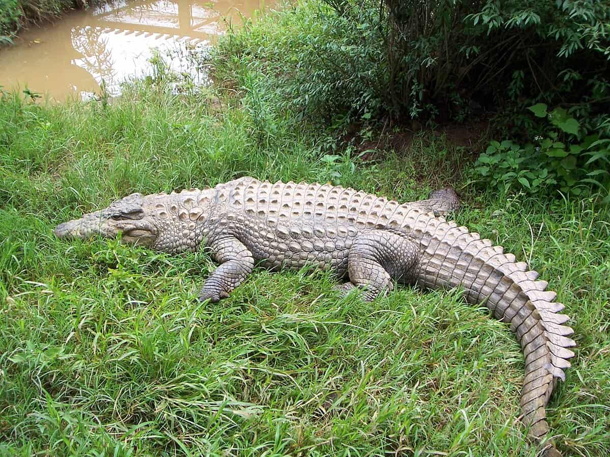 Crocodile on grass 