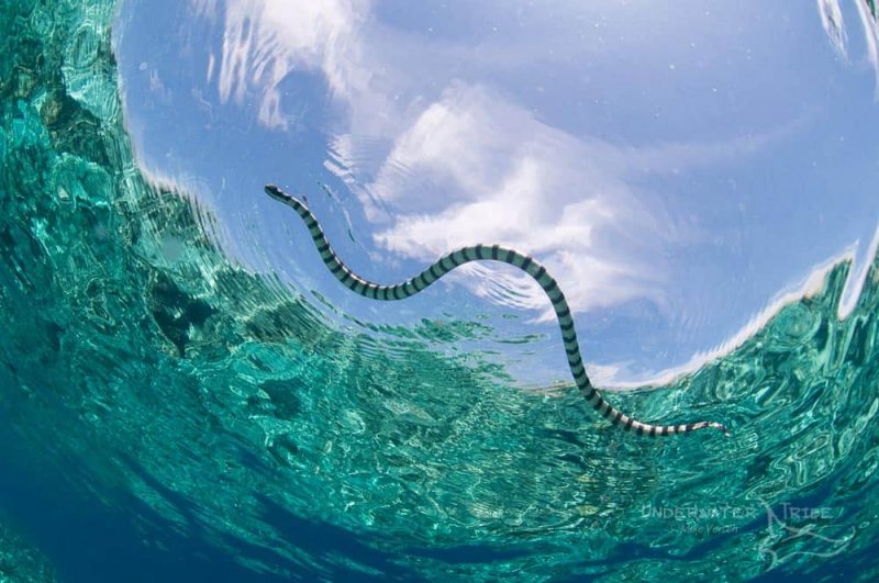 wild sea snake top 10 dangerous marine animals