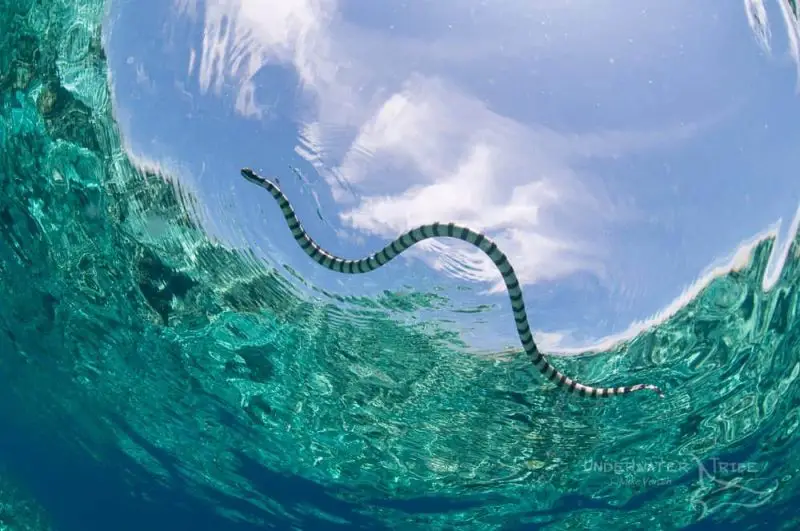 wild sea snake top 10 dangerous marine animals