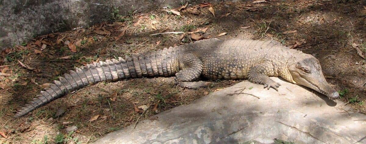 Image of a Slender-snouted crocodile 