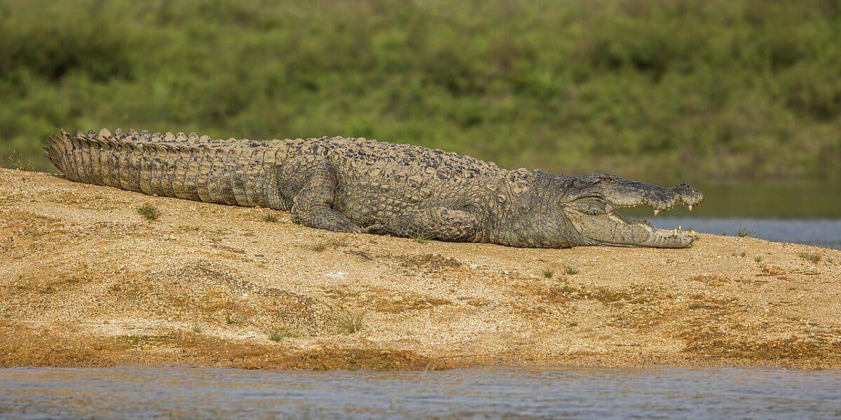 mugger crocodile