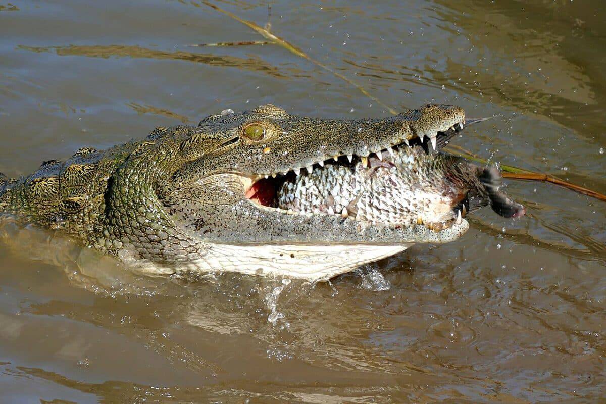 Nile crocodile attacking 