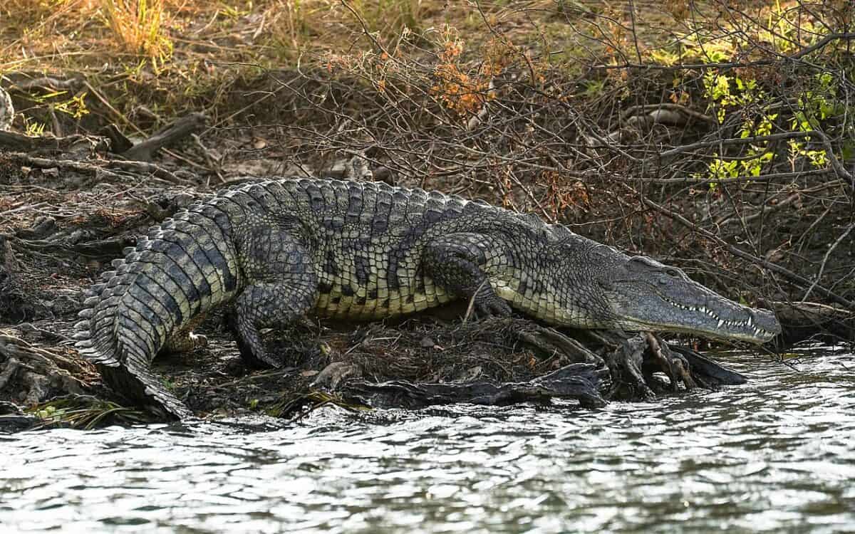 Nile crocodile resting on the river bank 