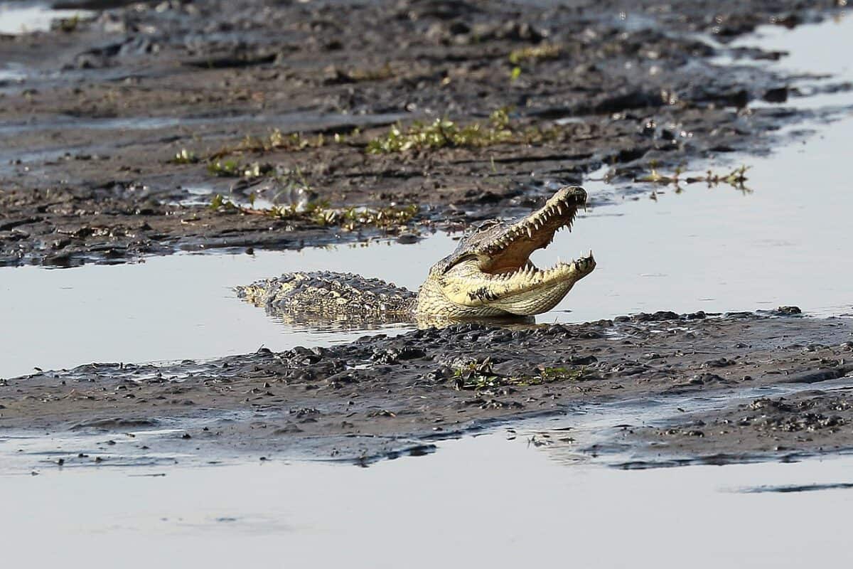 Nile crocodile