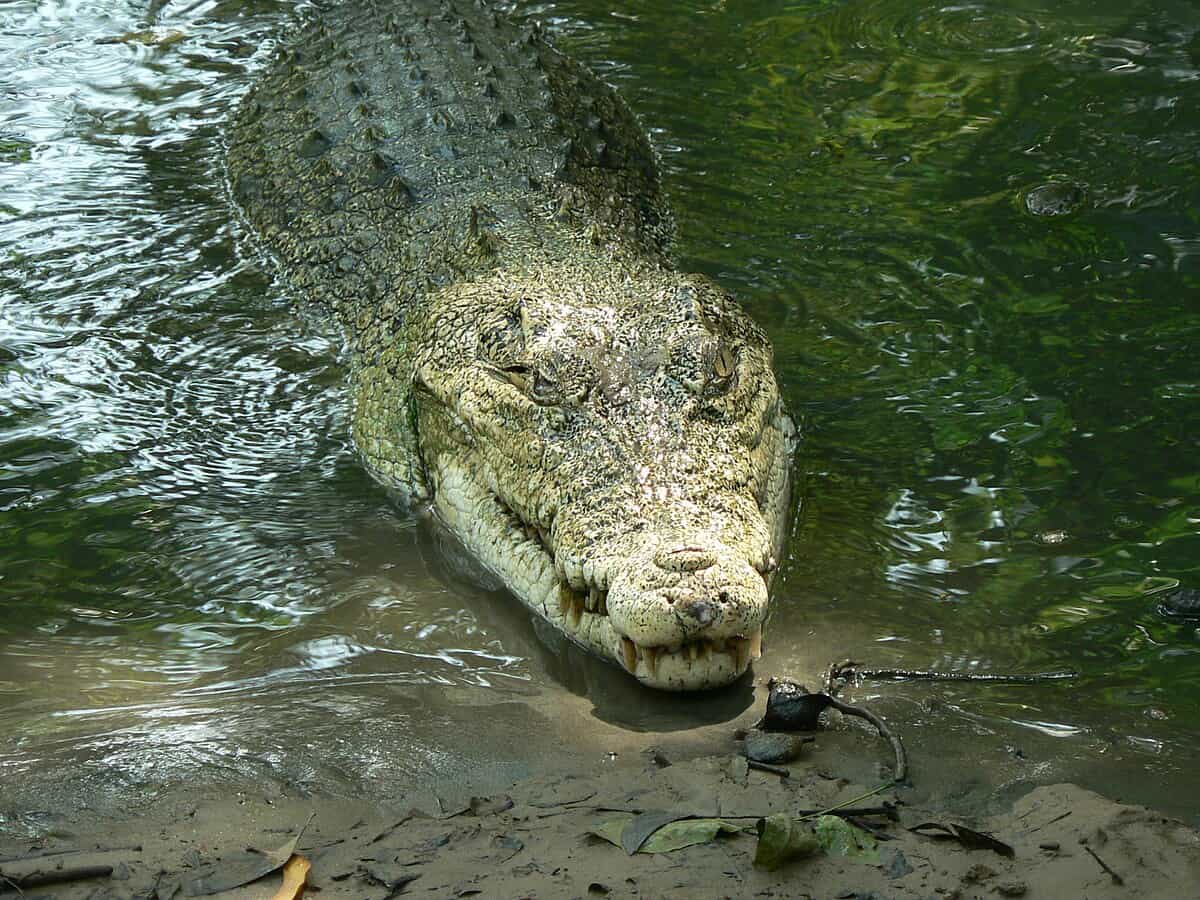 sea water crocodile