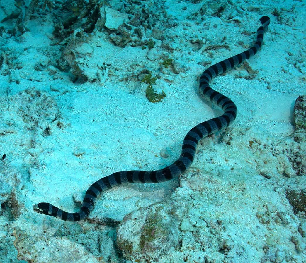 Sea snake in Ocean 