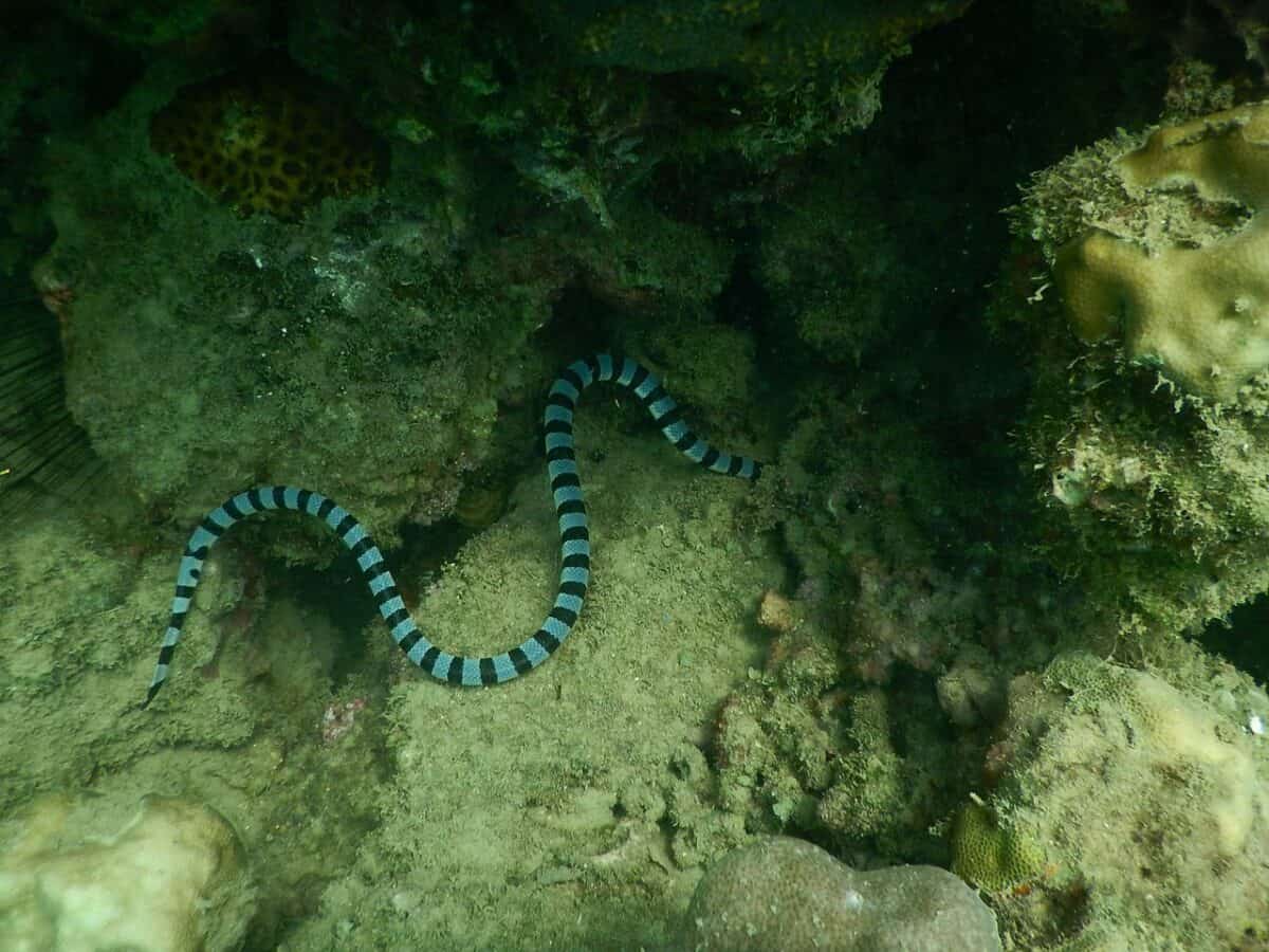 Sea snake in water 
