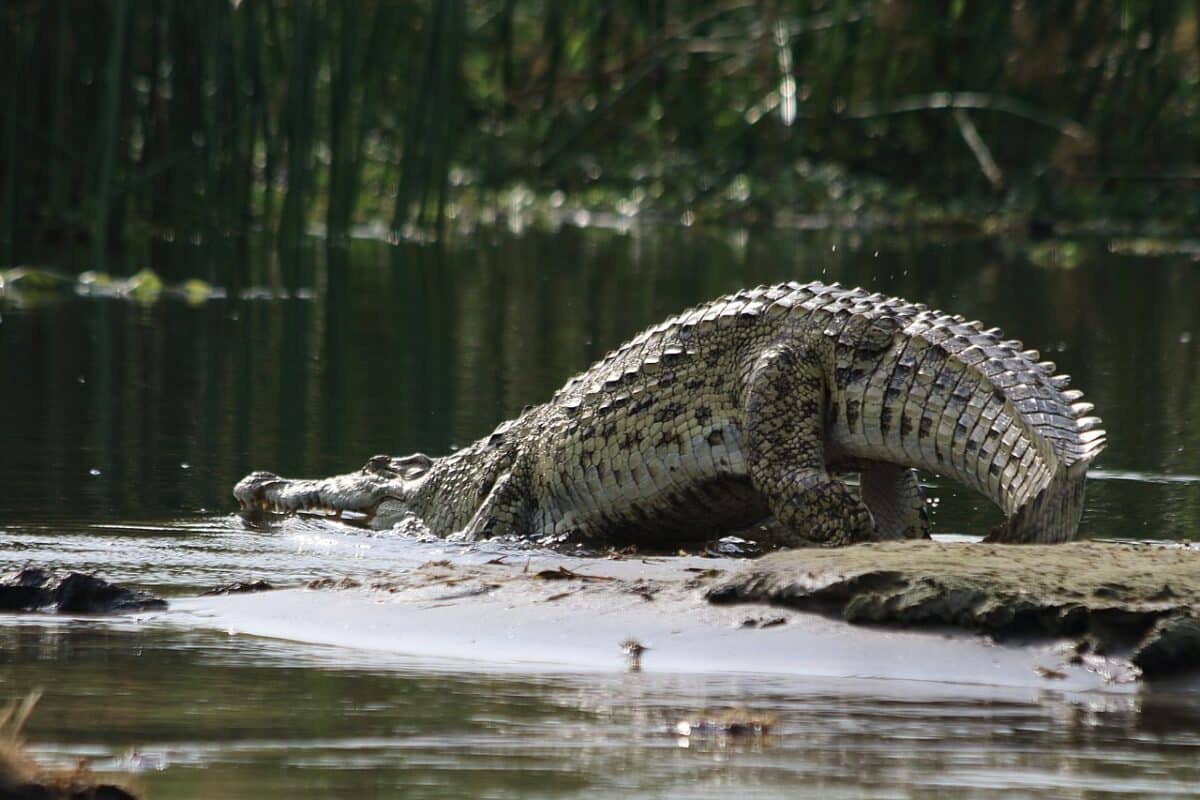 nile crocodile