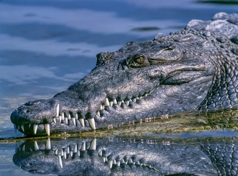 crocodile - Deadly Australian Animals