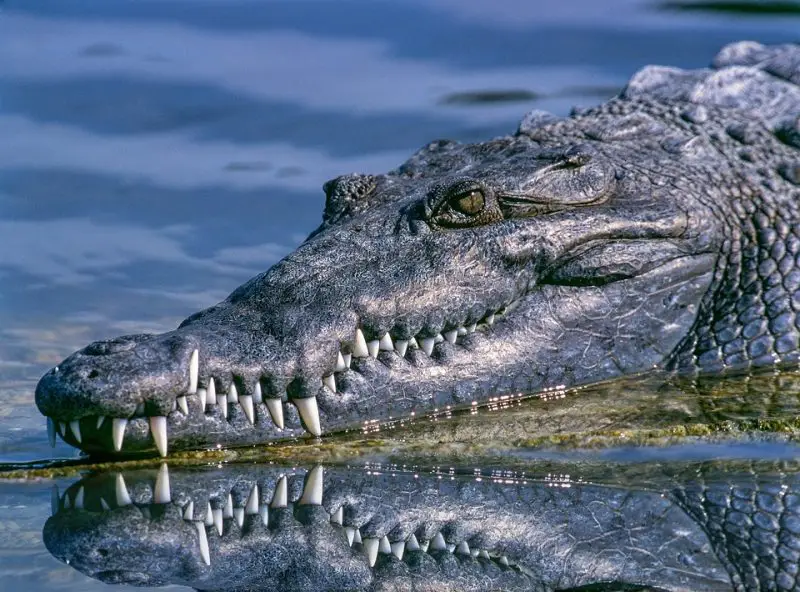 Wo man Krokodile sehen kann