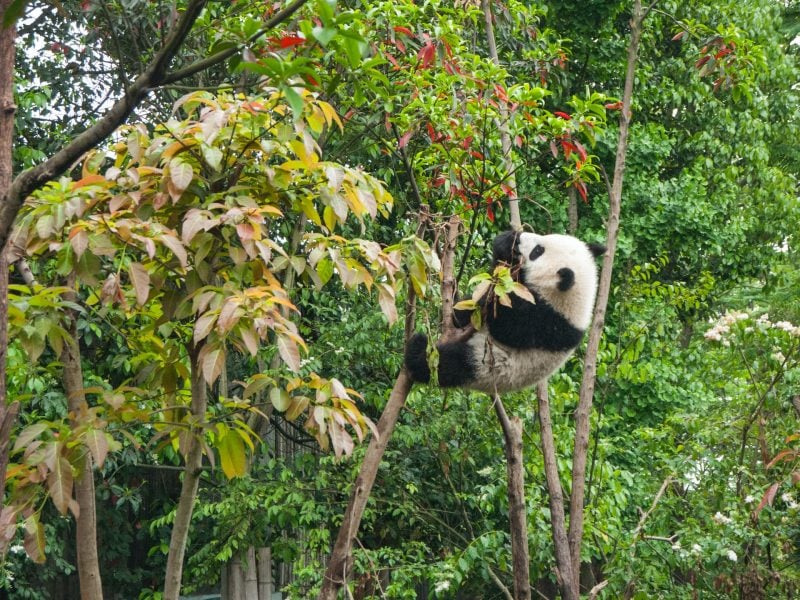 Panda in einem Baum