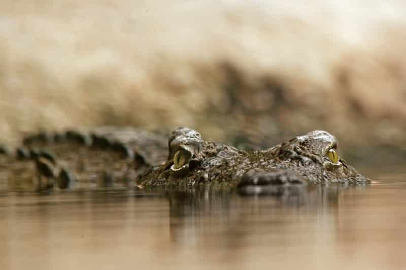 wo man Alligatoren sehen kann