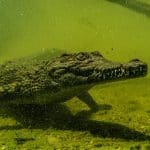 Wo man Krokodile in freier Wildbahn sehen kann