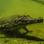 Wo man Krokodile in freier Wildbahn sehen kann