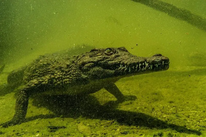 wo man Krokodile schwimmen sehen kann