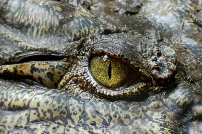 Dónde ver cocodrilos en la naturaleza - Animals Around The Globe