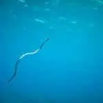 Sea Snakes: A Complete Guide