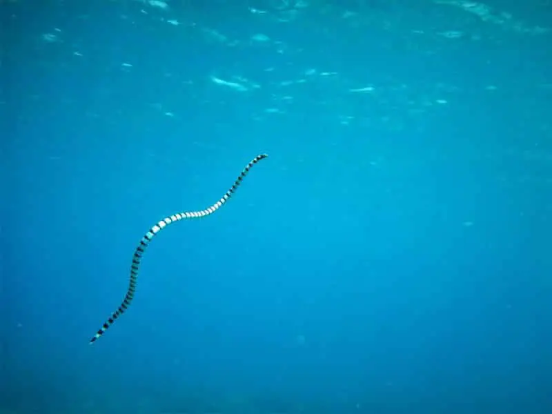 Snake under water