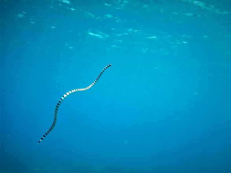Serpientes marina