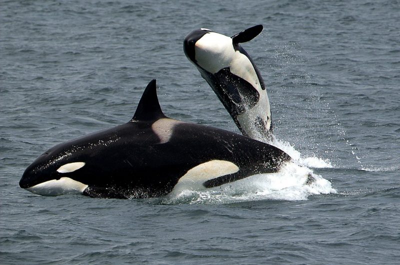 Orcas Chase a Fishermen's Boat